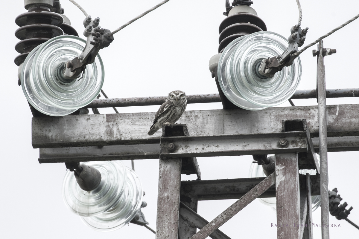 Athene, noctua, Little, Owl, Bulgaria