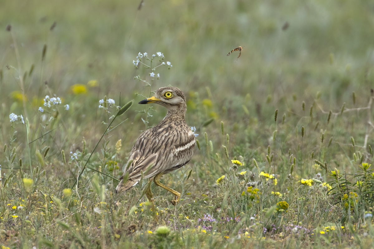 Burhinus, oedicnemus, Stone, Curlew, Thick-knee, Eurasian, Stone-curlew, Bulgaria