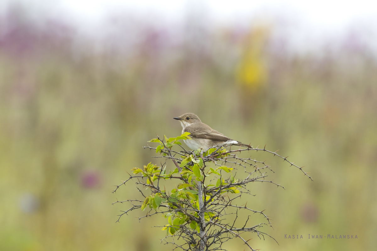 Muscicapa, striata, Spotted, Flycatcher, Bulgaria