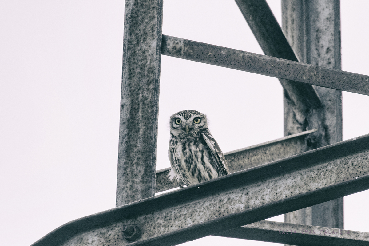 Athene, noctua, Little, Owl, Bulgaria