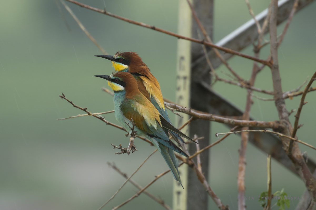 Merops, apiaster, European, Bee-eater, Bulgaria