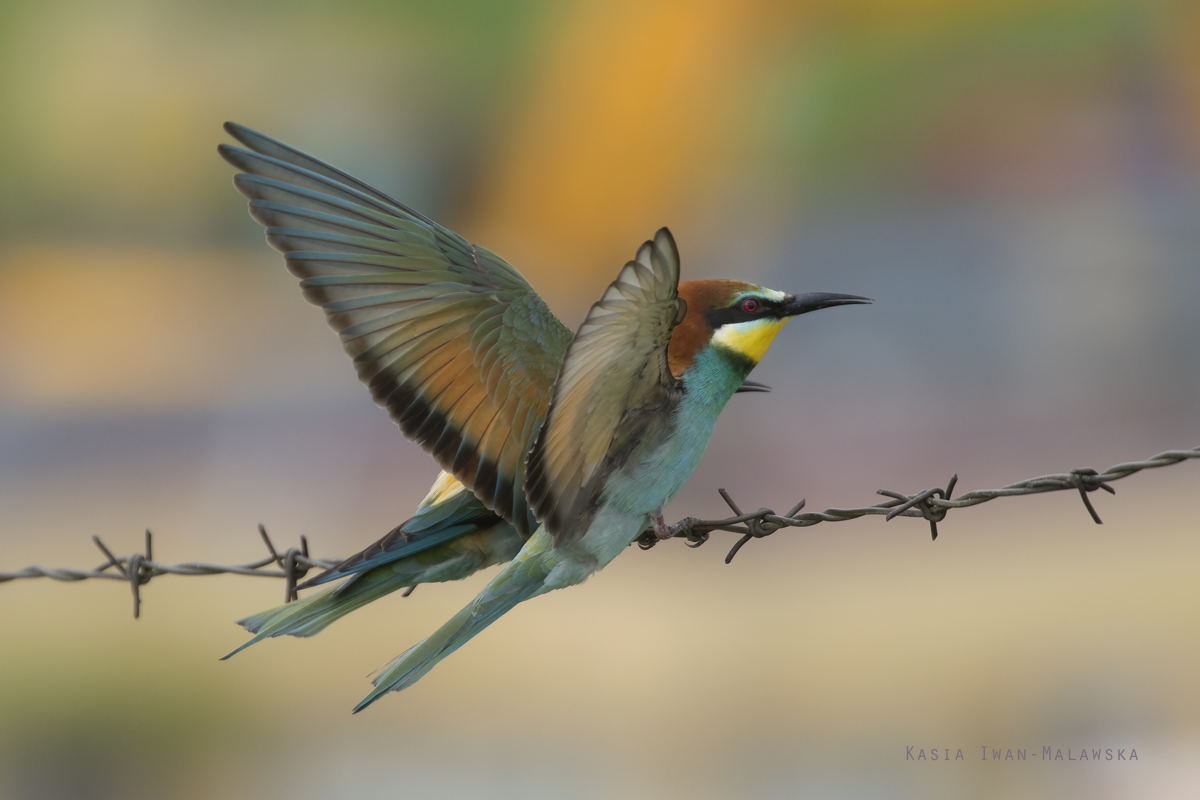 Merops, apiaster, European, Bee-eater, Bulgaria