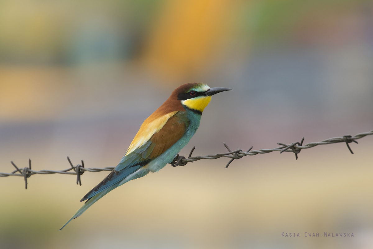 Merops, apiaster, European, Bee-eater, Bulgaria