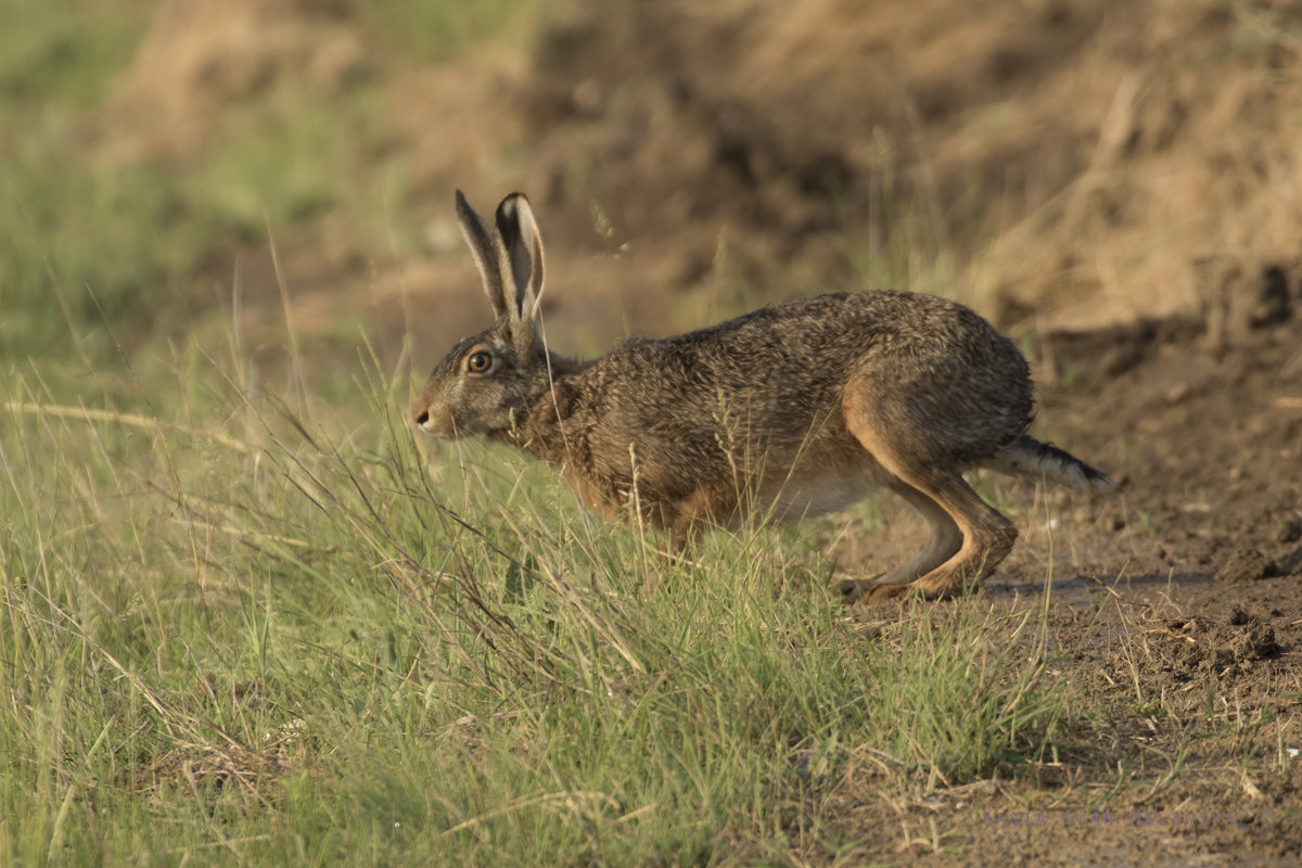 Zajc, szarak, Lepus, europaeus, Bugaria, ssaki