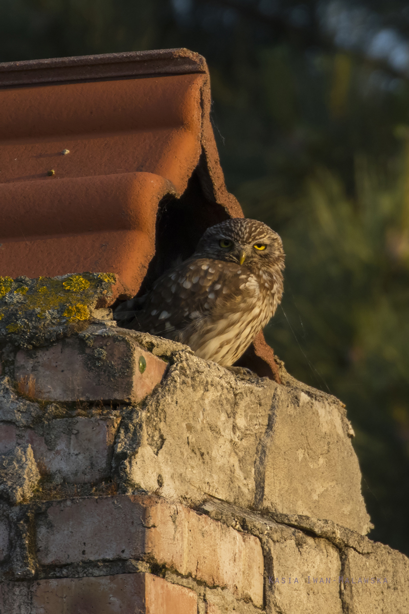 Athene, noctua, Little, Owl, Bulgaria