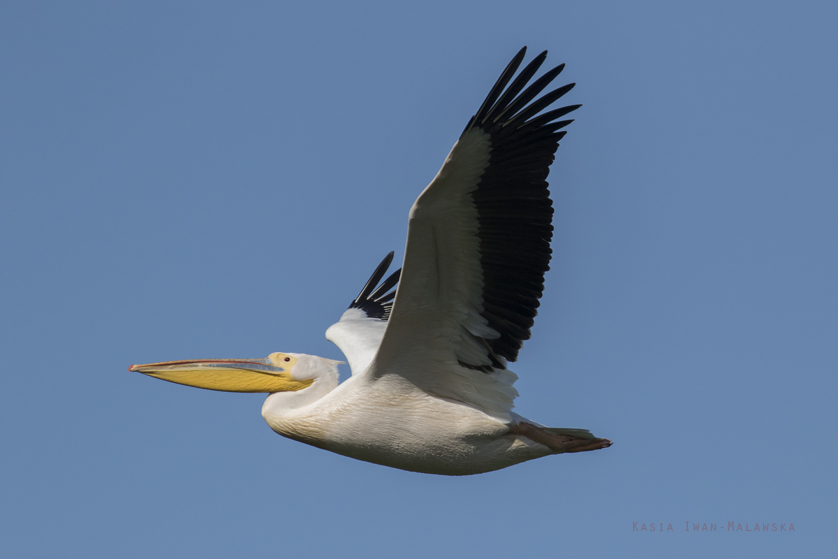 Pelikan, rowy, Pelecanus, onocrotalus, pelikan, baba, Bugaria, ptaki