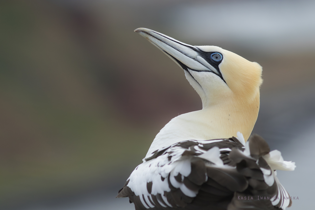 Guptak, Morus, bassanus, Helgoland, ptaki