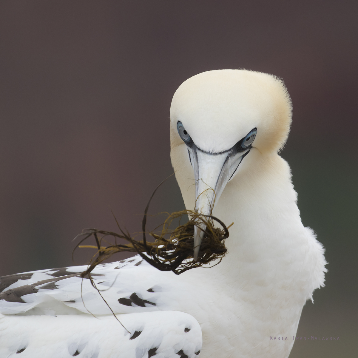 Northern, Gannet, Morus, bassanus, Heligoland