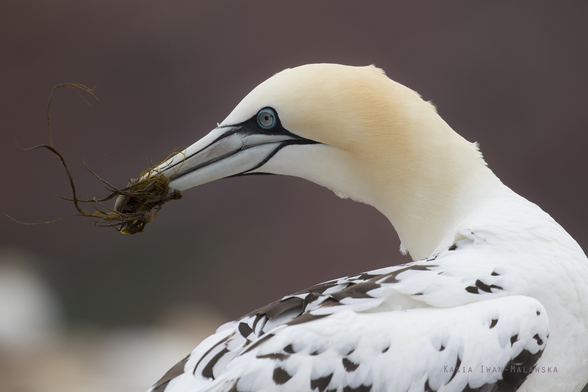 Guptak, Morus, bassanus, Helgoland, ptaki