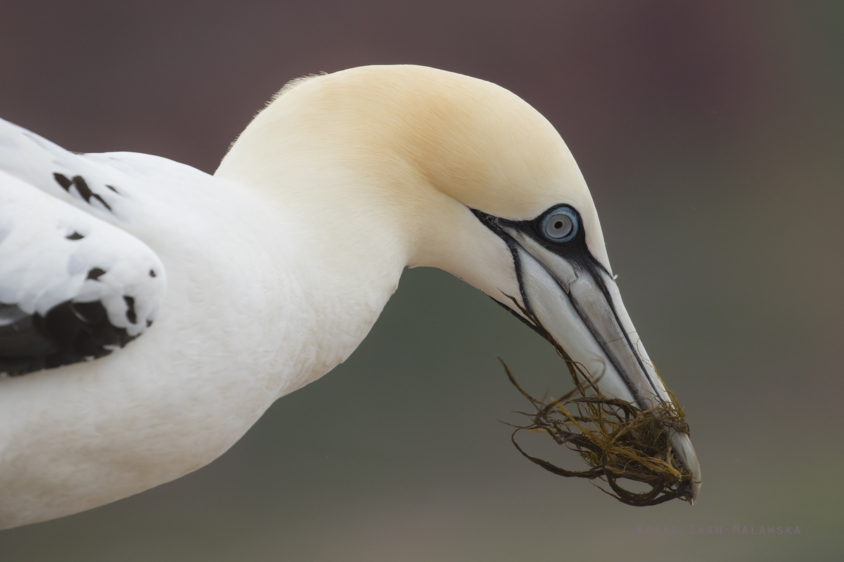 Guptak, Morus, bassanus, Helgoland, ptaki