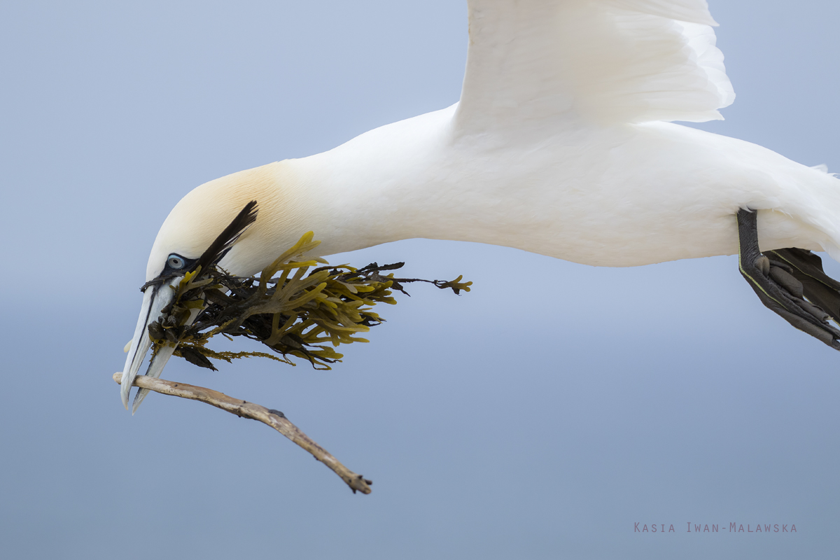 Northern, Gannet, Morus, bassanus, Heligoland