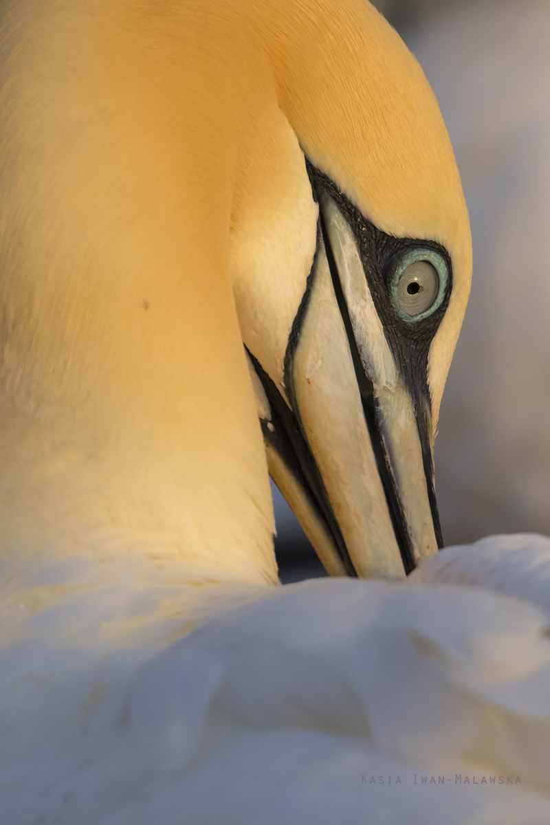 Guptak, Morus, bassanus, Helgoland, ptaki