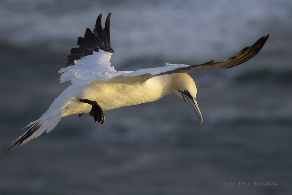 Guptak, Morus, bassanus, Helgoland, ptaki