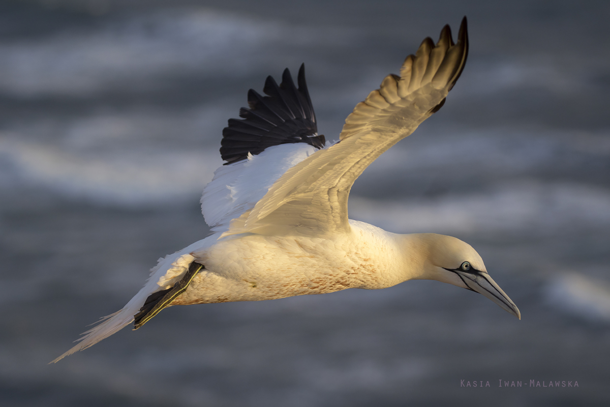 Guptak, Morus, bassanus, Helgoland, ptaki