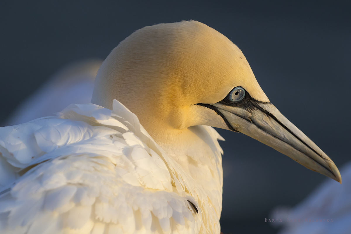 Guptak, Morus, bassanus, Helgoland, ptaki