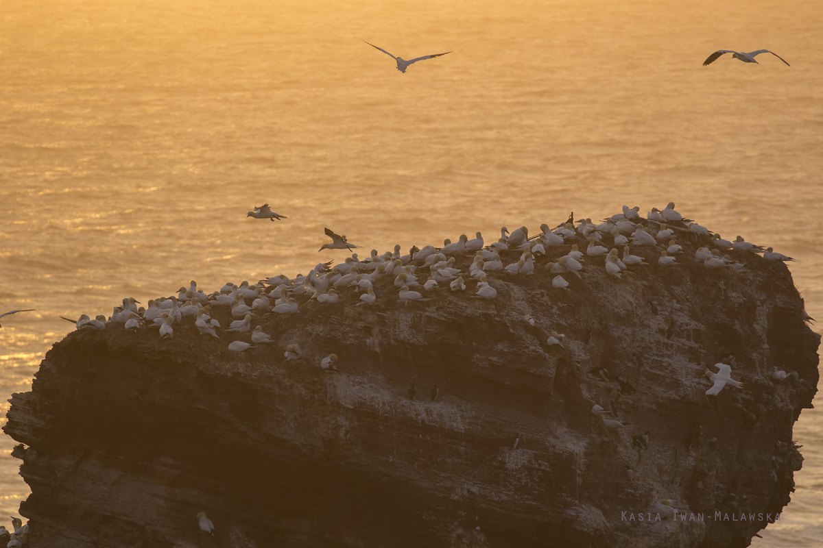 Guptak, Morus, bassanus, Helgoland, ptaki