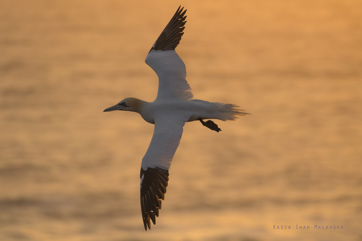 Guptak, Morus, bassanus, Helgoland, ptaki