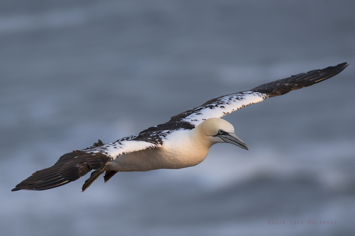 Guptak, Morus, bassanus, Helgoland, ptaki