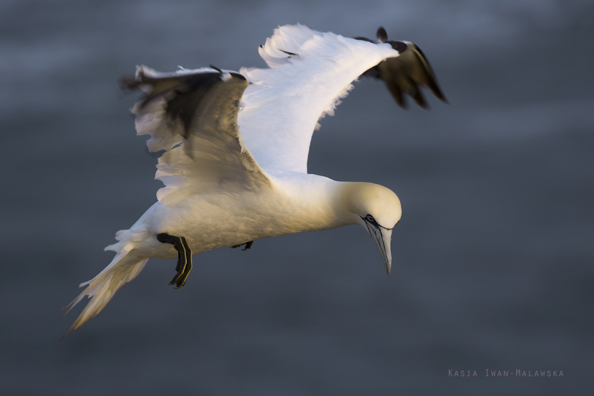 Guptak, Morus, bassanus, Helgoland, ptaki