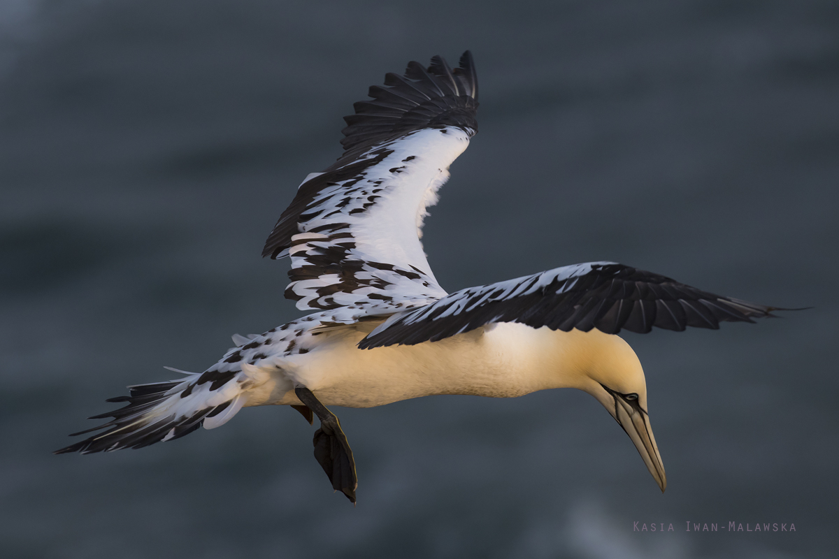 Northern, Gannet, Morus, bassanus, Heligoland