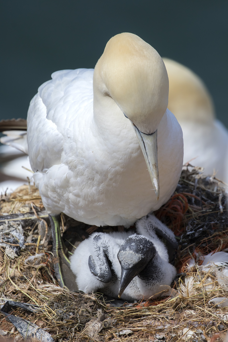 Guptak, Morus, bassanus, Helgoland, ptaki