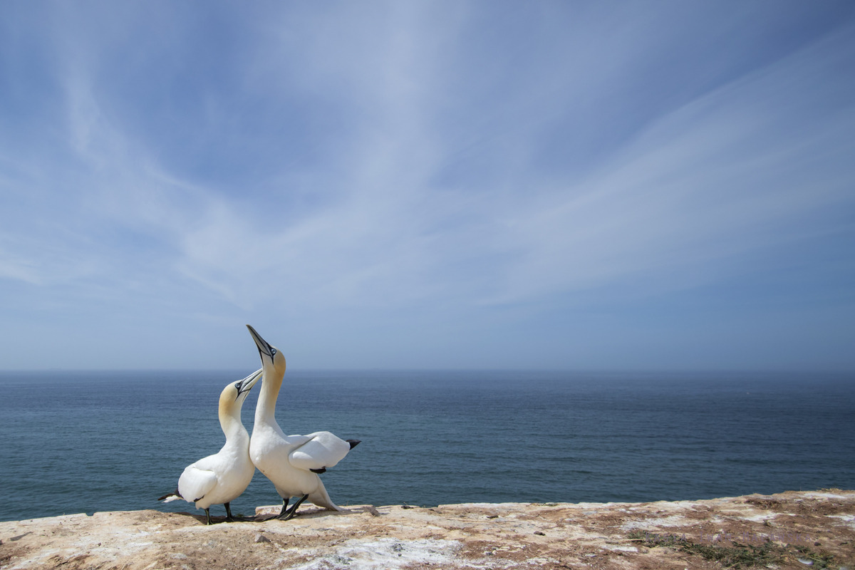 Northern, Gannet, Morus, bassanus, Heligoland