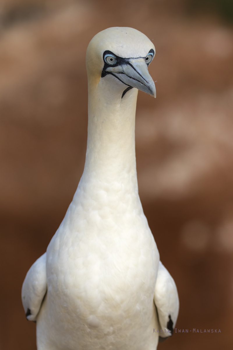 Northern, Gannet, Morus, bassanus, Heligoland