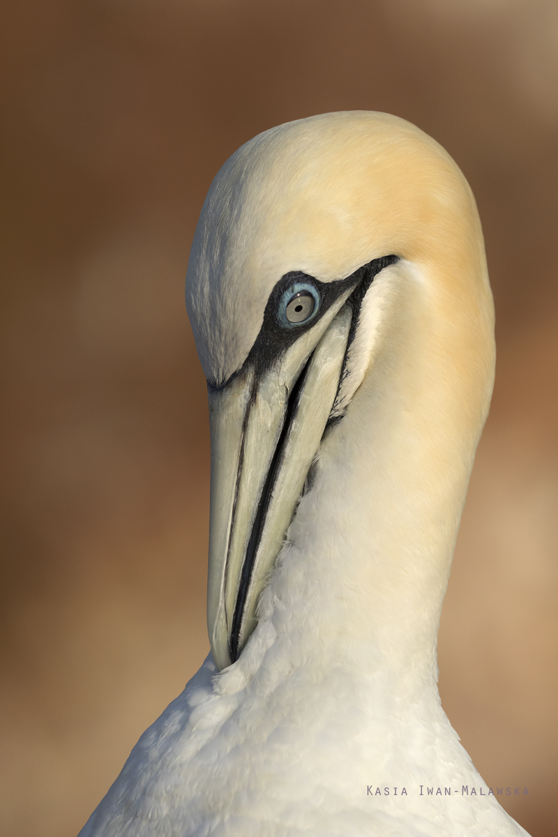 Guptak, Morus, bassanus, Helgoland, ptaki