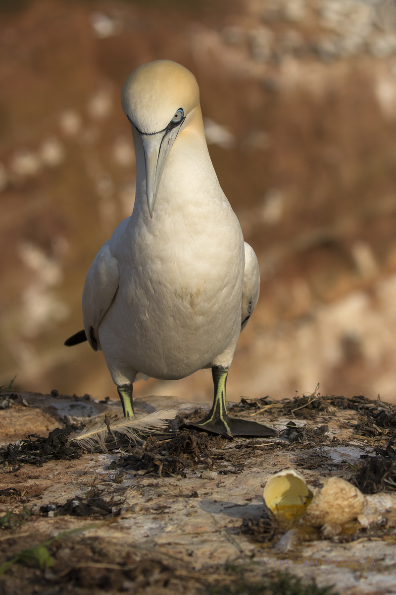 Guptak, Morus, bassanus, Helgoland, ptaki