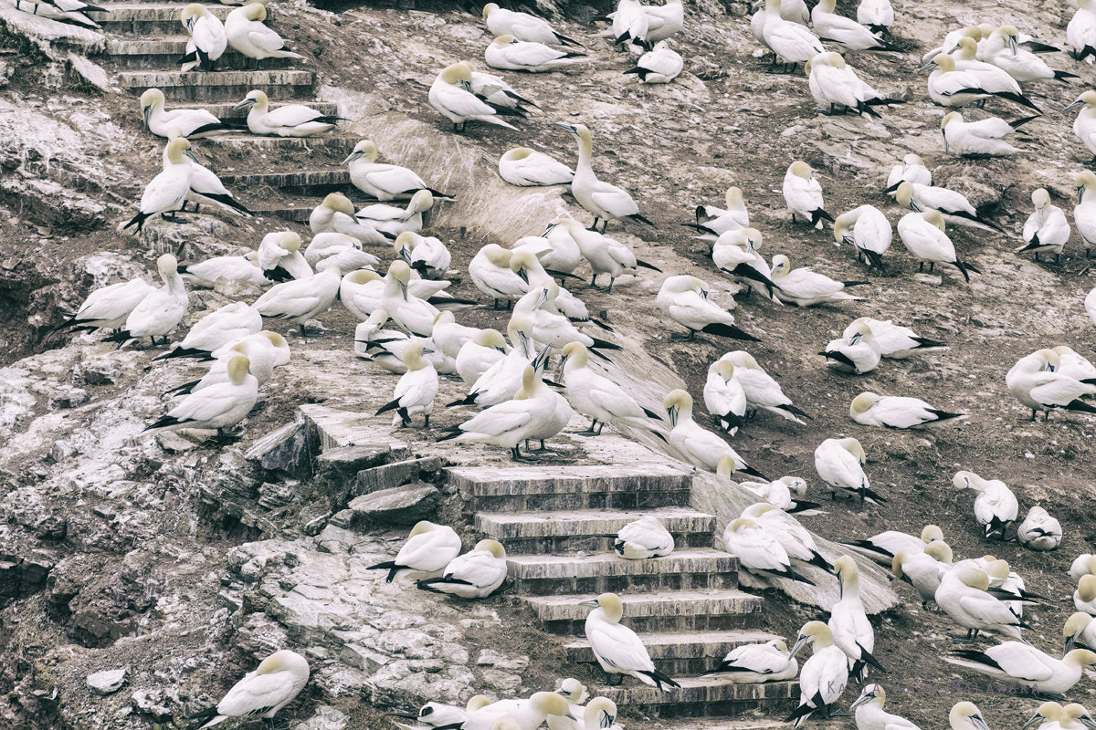 Guptak, Morus, bassanus, Helgoland, ptaki