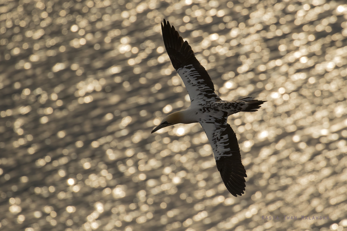 Northern, Gannet, Morus, bassanus, Heligoland