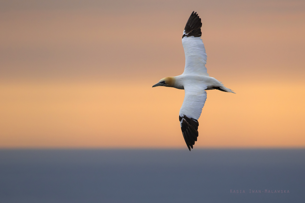 Guptak, Morus, bassanus, Helgoland, ptaki