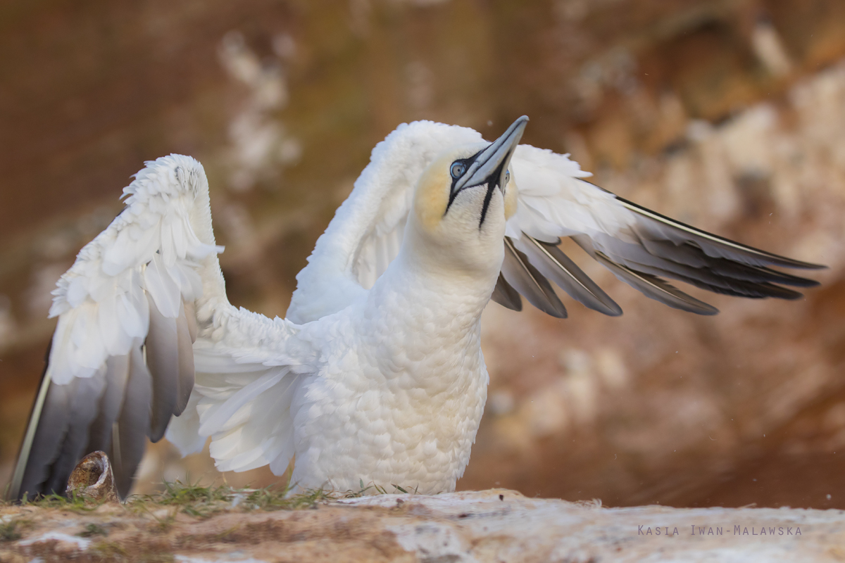 Guptak, Morus, bassanus, Helgoland, ptaki