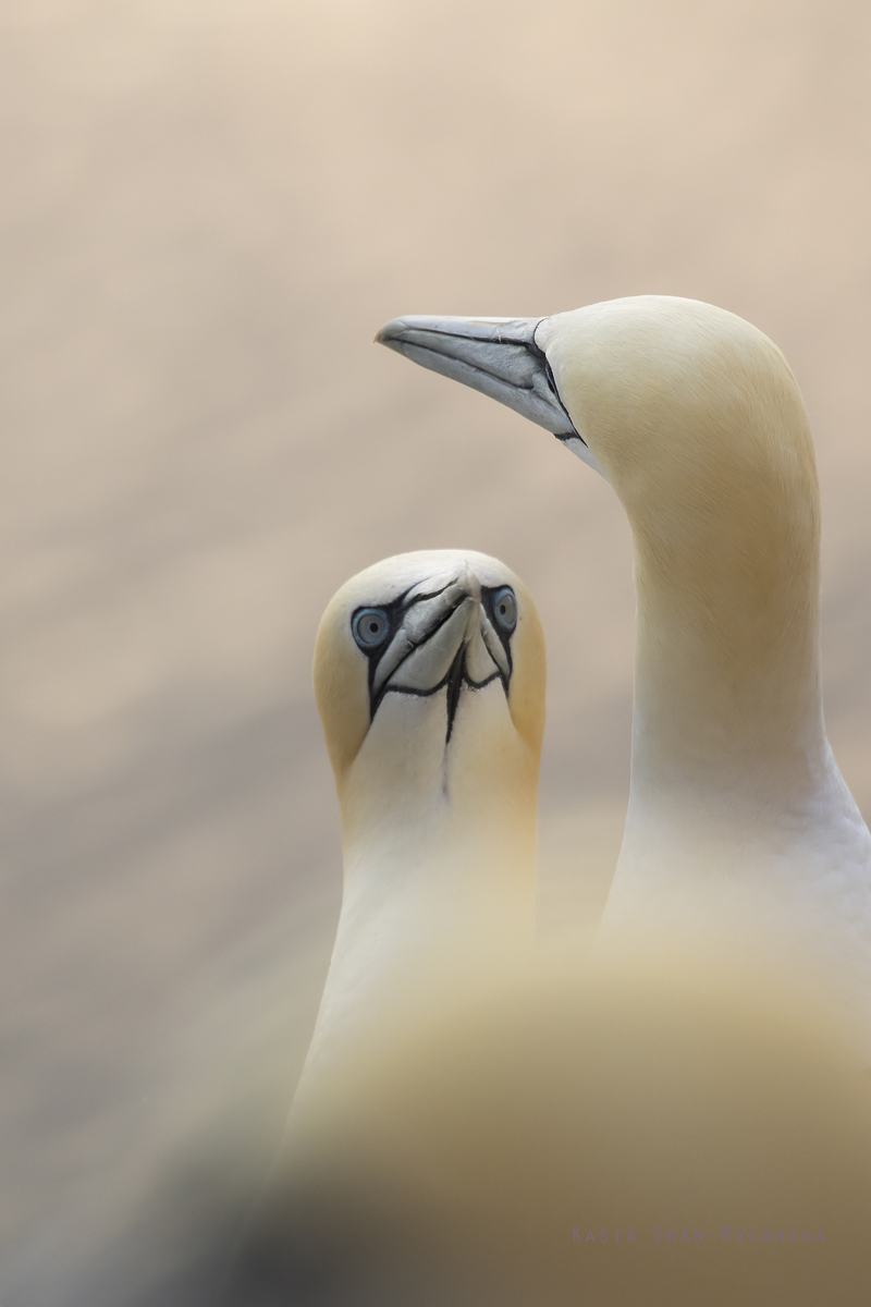 Guptak, Morus, bassanus, Helgoland, ptaki