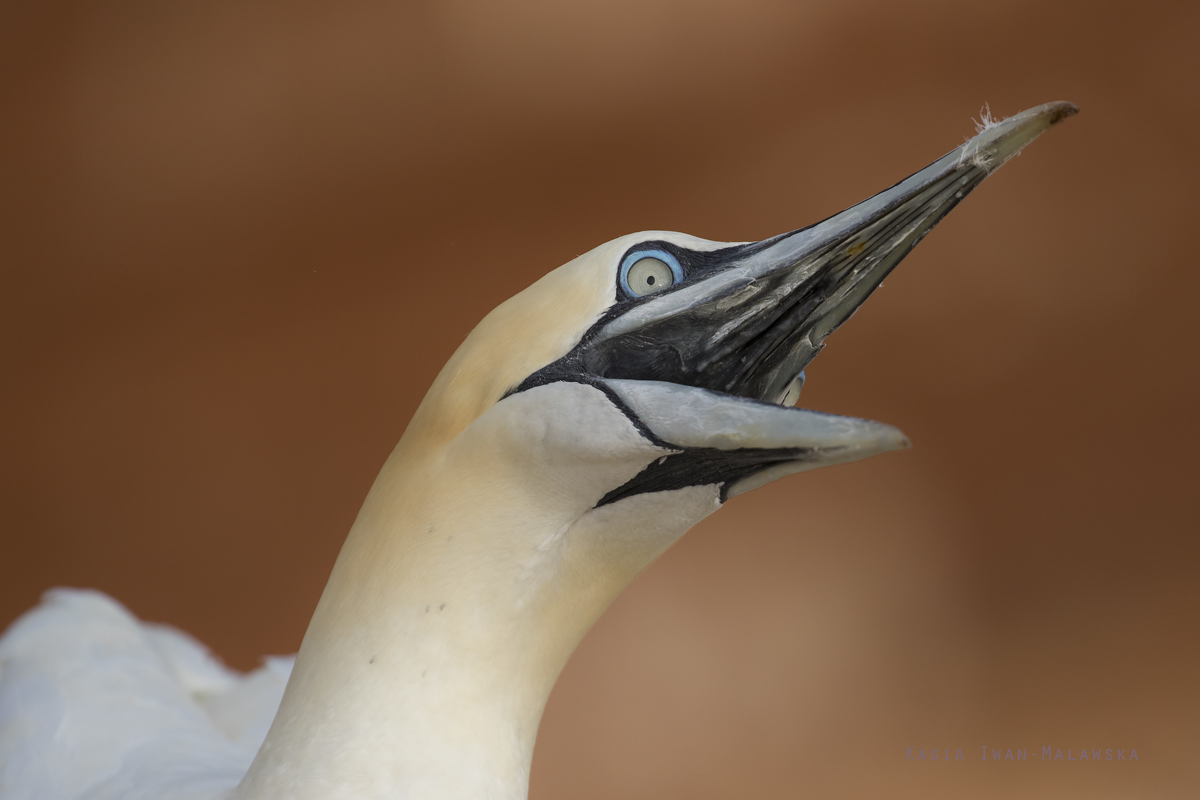 Guptak, Morus, bassanus, Helgoland, ptaki