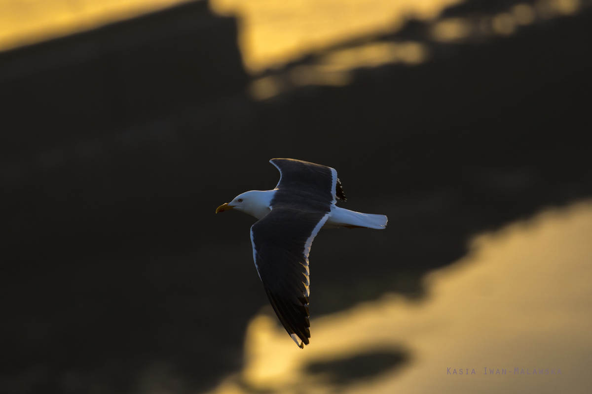 Mewa, tonoga, Larus, fuscus, Helgoland, ptaki