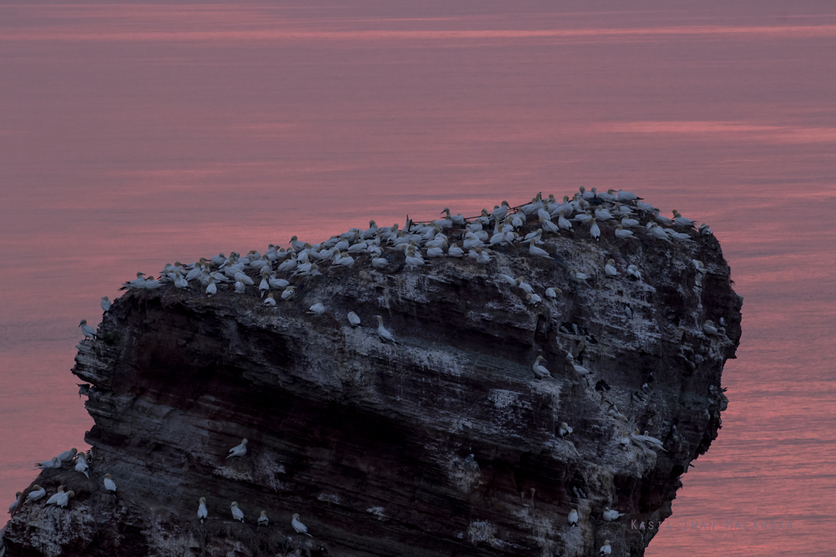 Northern, Gannet, Morus, bassanus, Heligoland