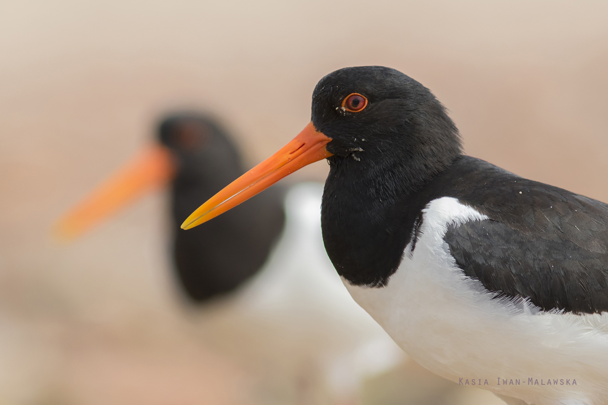 Ostrygojad, Haematopus, ostralegus, Helgoland, ptaki