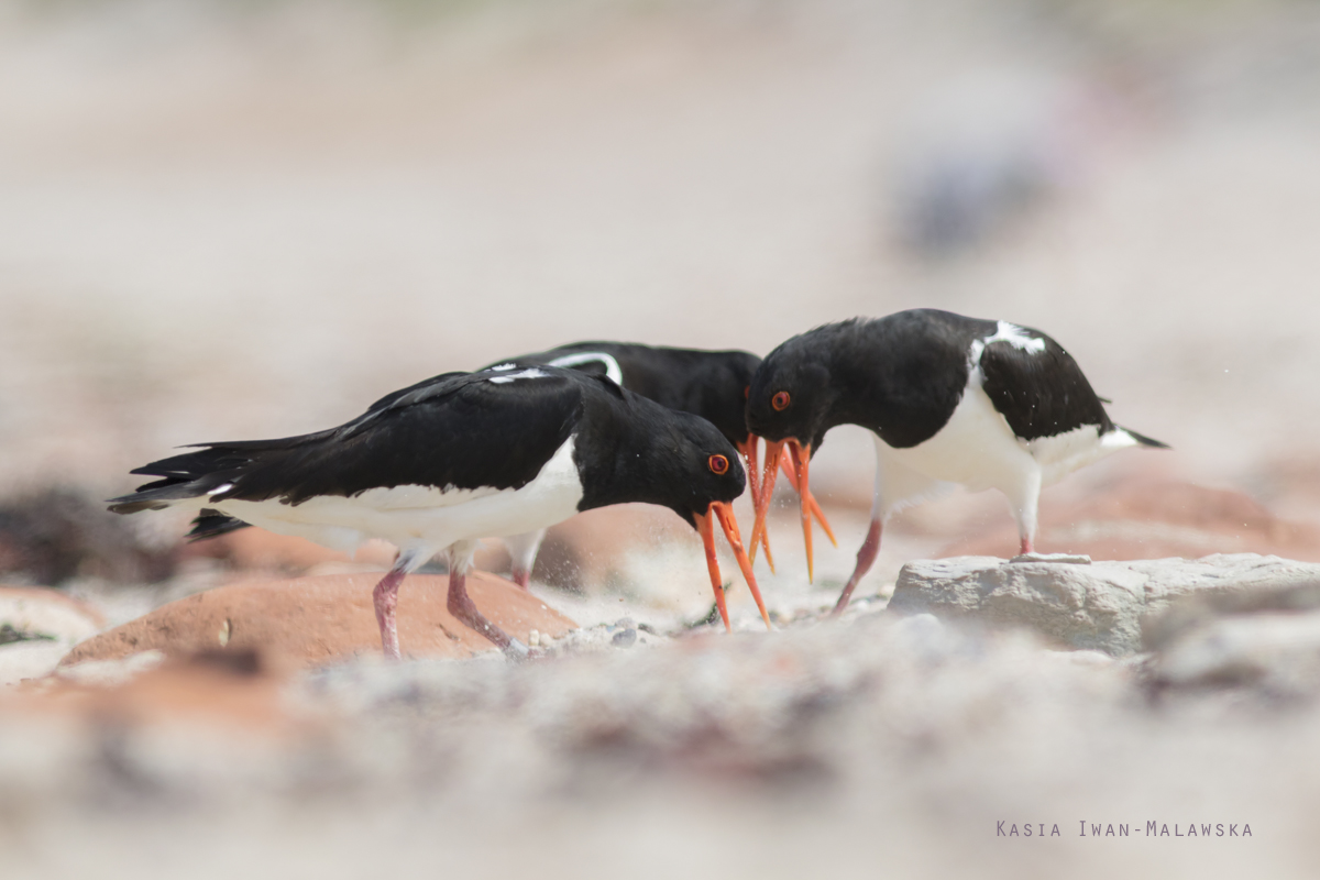 Ostrygojad, Haematopus, ostralegus, Helgoland, ptaki