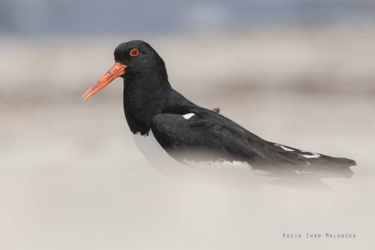 Ostrygojad, Haematopus, ostralegus, Helgoland, ptaki