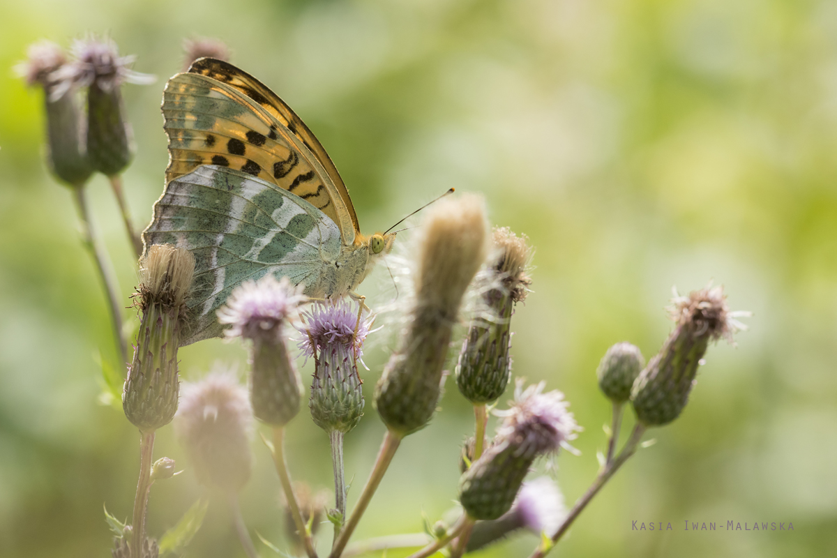 Argynnis, paphia, Silver-washed, Fritillary, lepidoptera