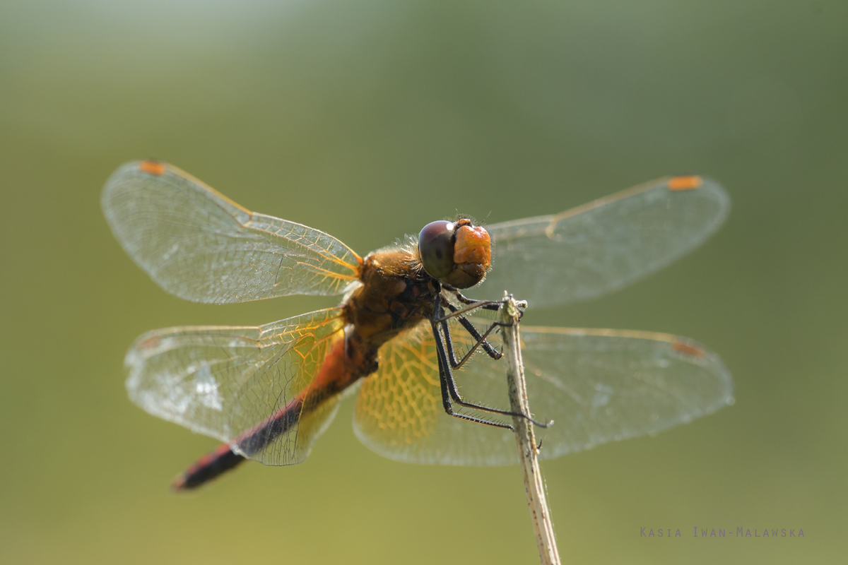 Sympetrum, flaveolum, Yellow-winged, Darter, dragonfly, odonata