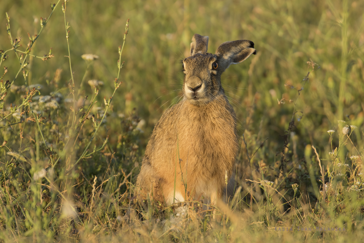 European, Lepus, europaeus, Brown, Hare, Eastern, Jackrabbit, Hungary