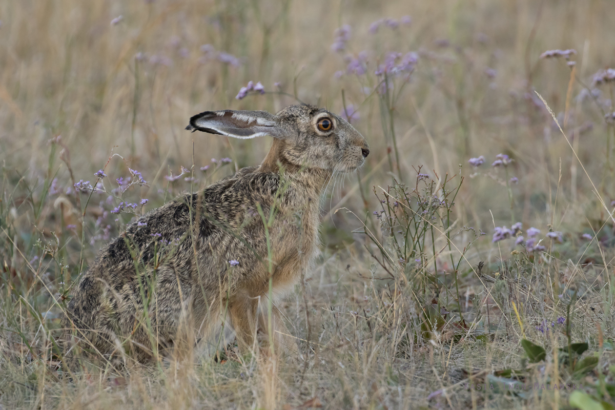 European, Lepus, europaeus, Brown, Hare, Eastern, Jackrabbit, Hungary