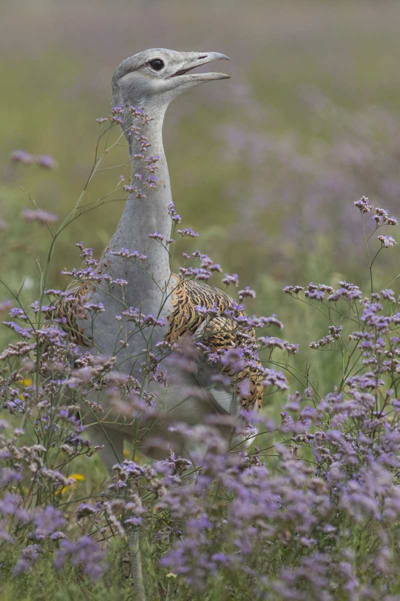 Otis, tarda, Great, bustard, Hungary