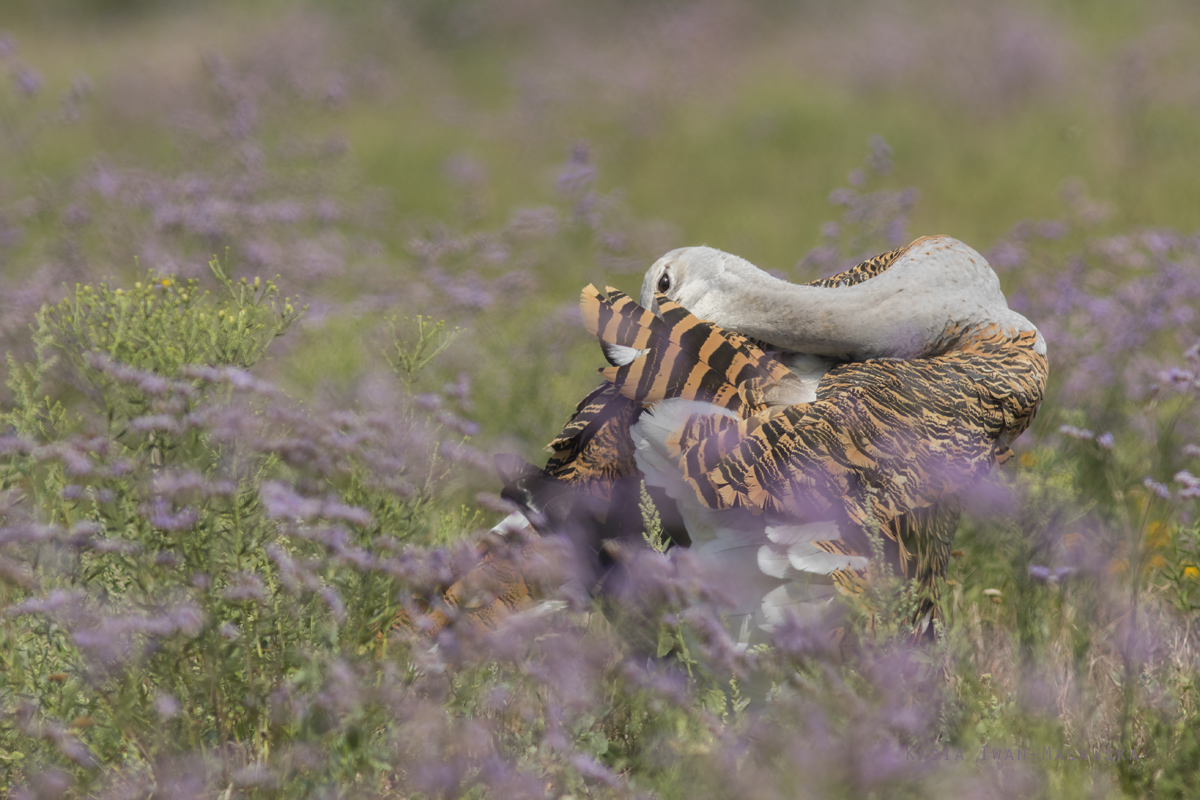 Otis, tarda, Great, bustard, Hungary