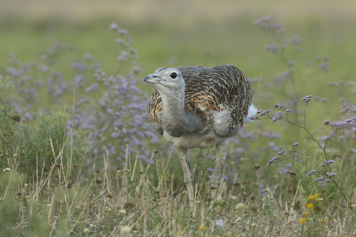 Otis, tarda, Great, bustard, Hungary