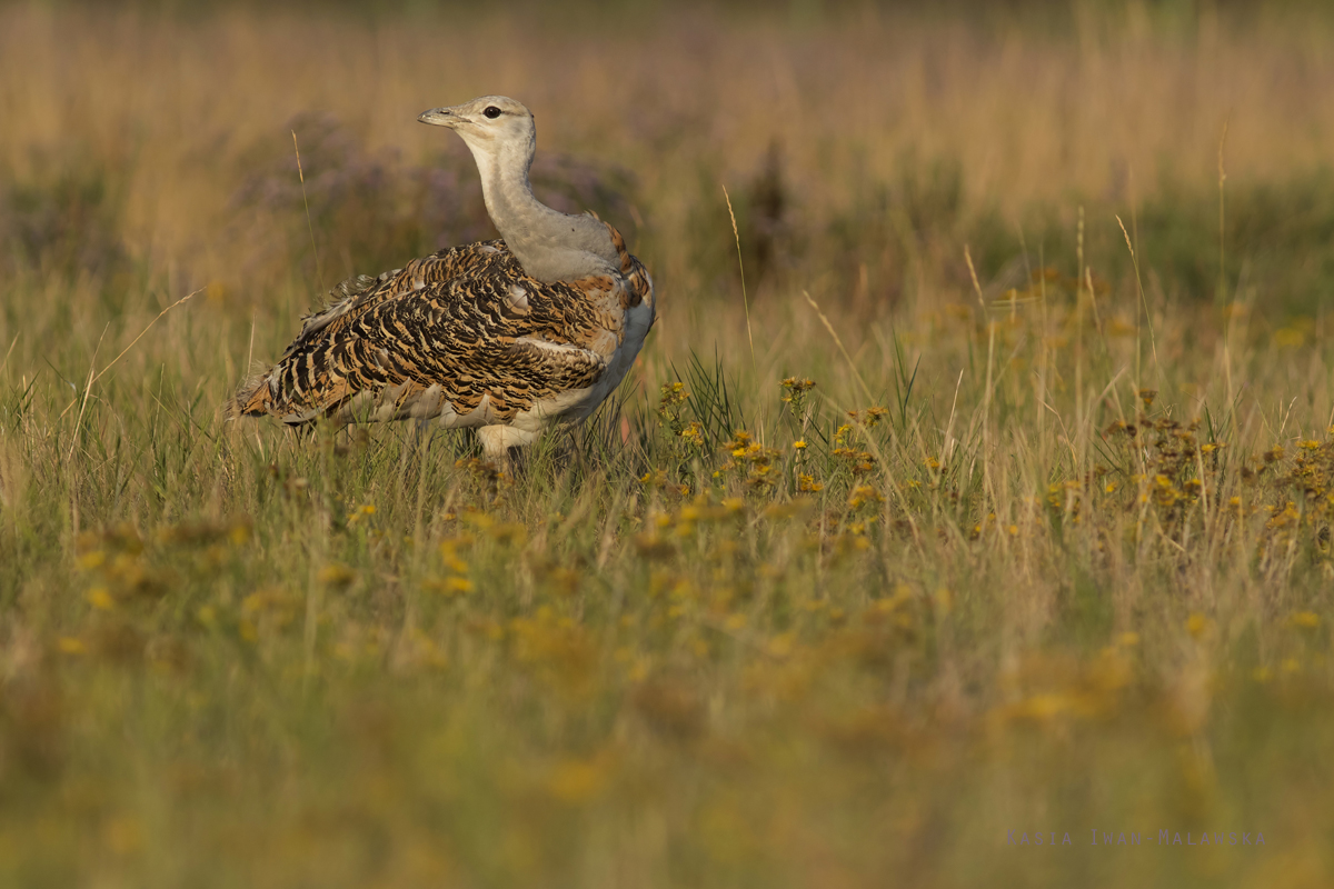 Otis, tarda, Great, bustard, Hungary