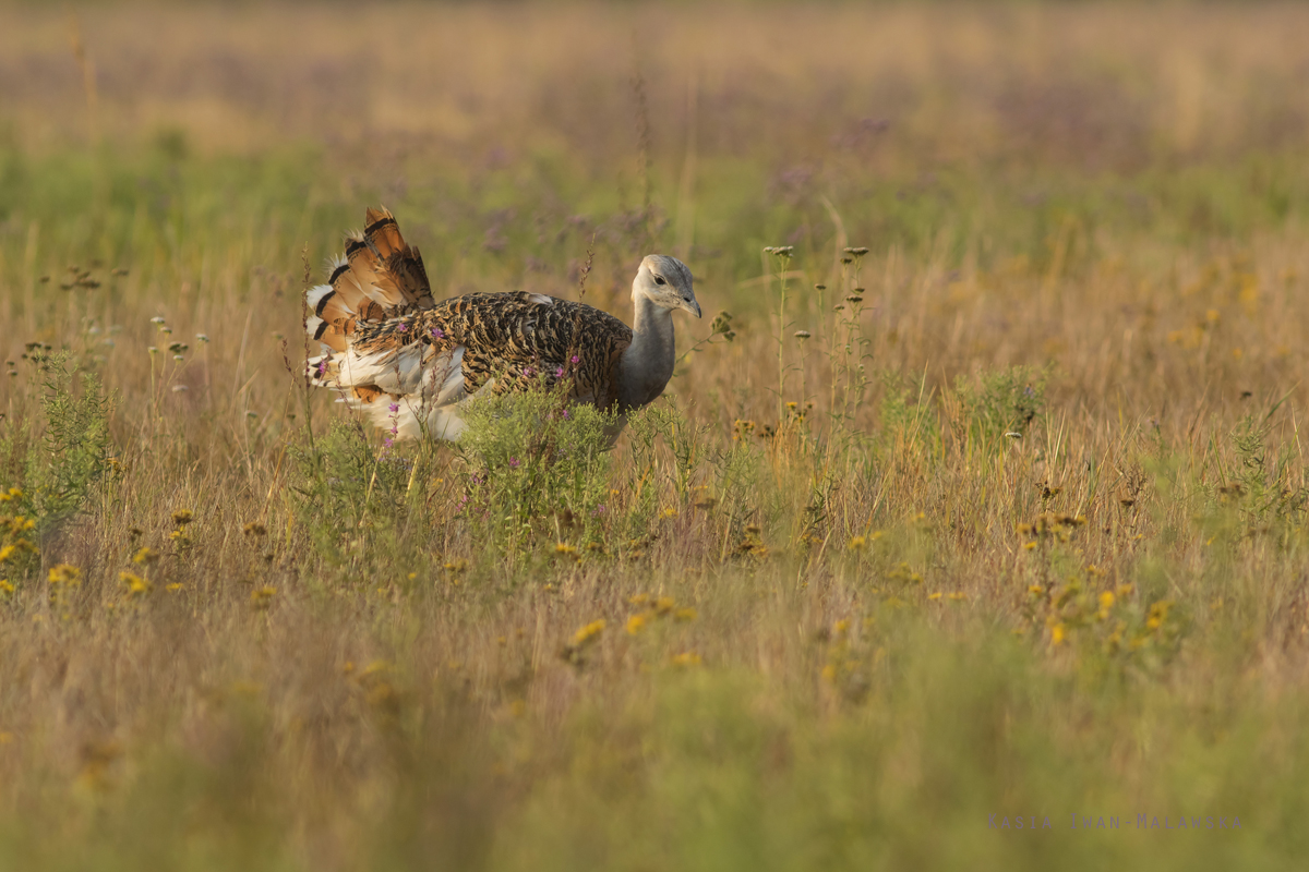 Otis, tarda, Great, bustard, Hungary