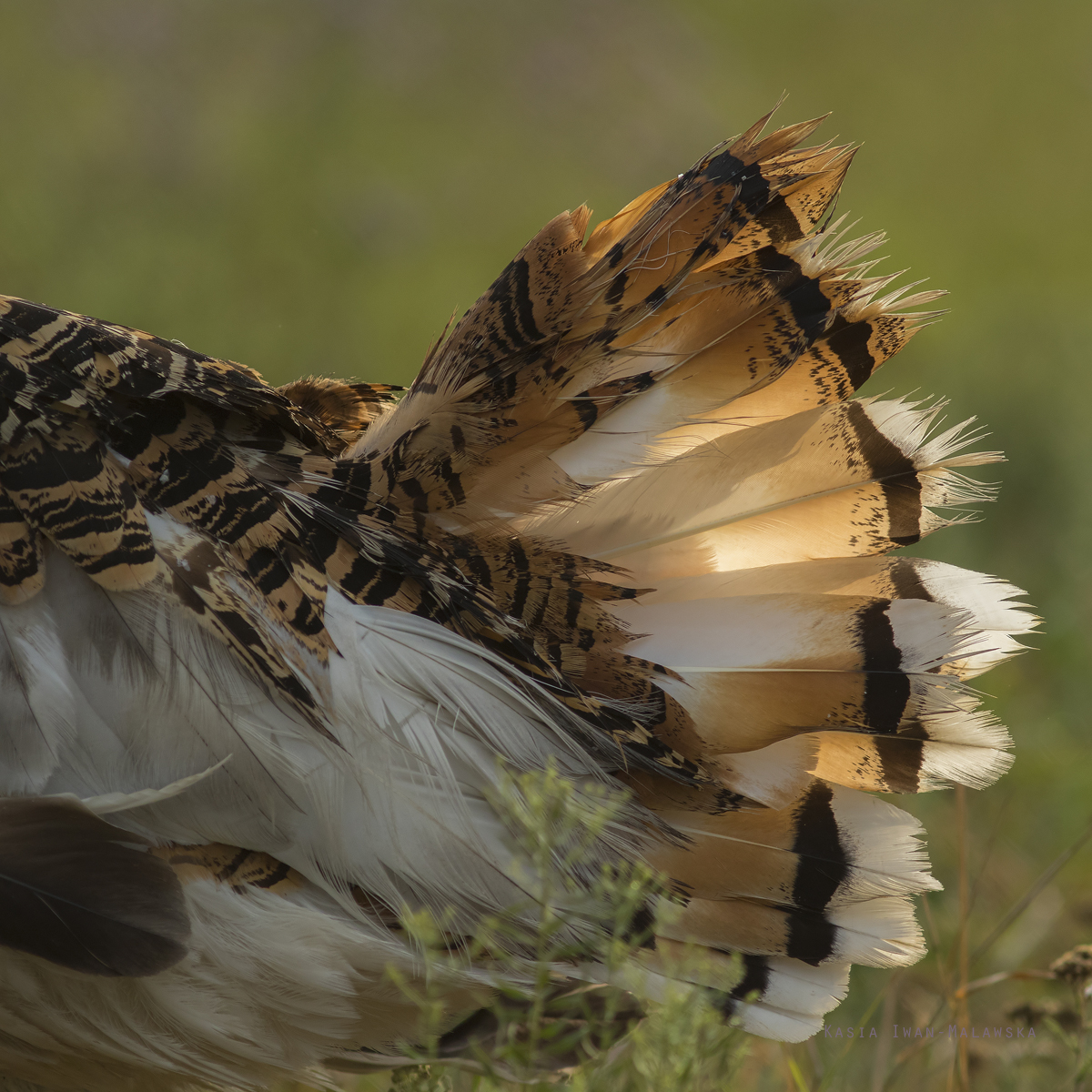 Otis, tarda, Great, bustard, Hungary